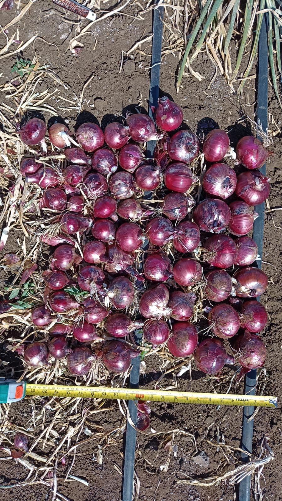 Africa Red