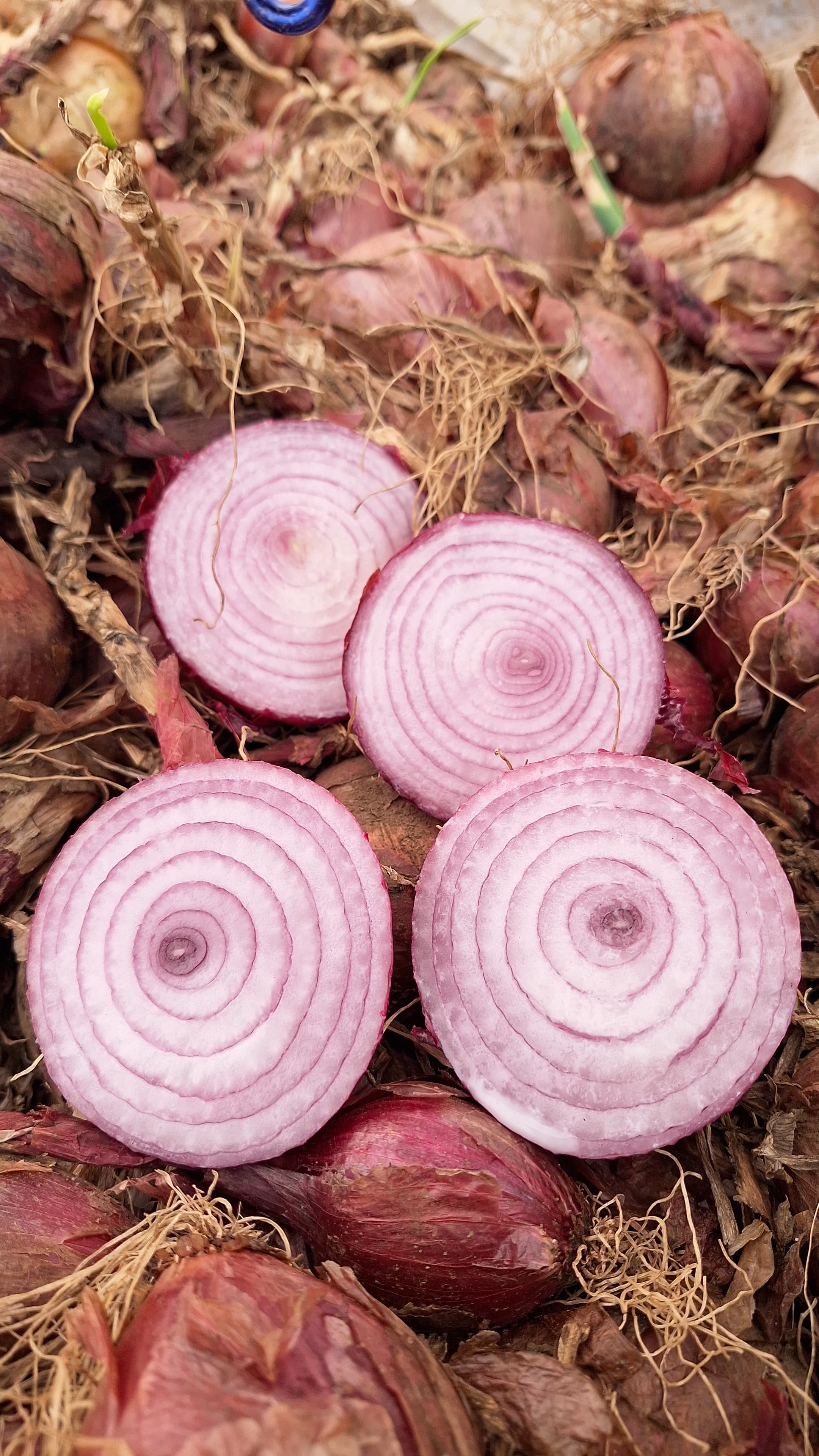 Cebolla