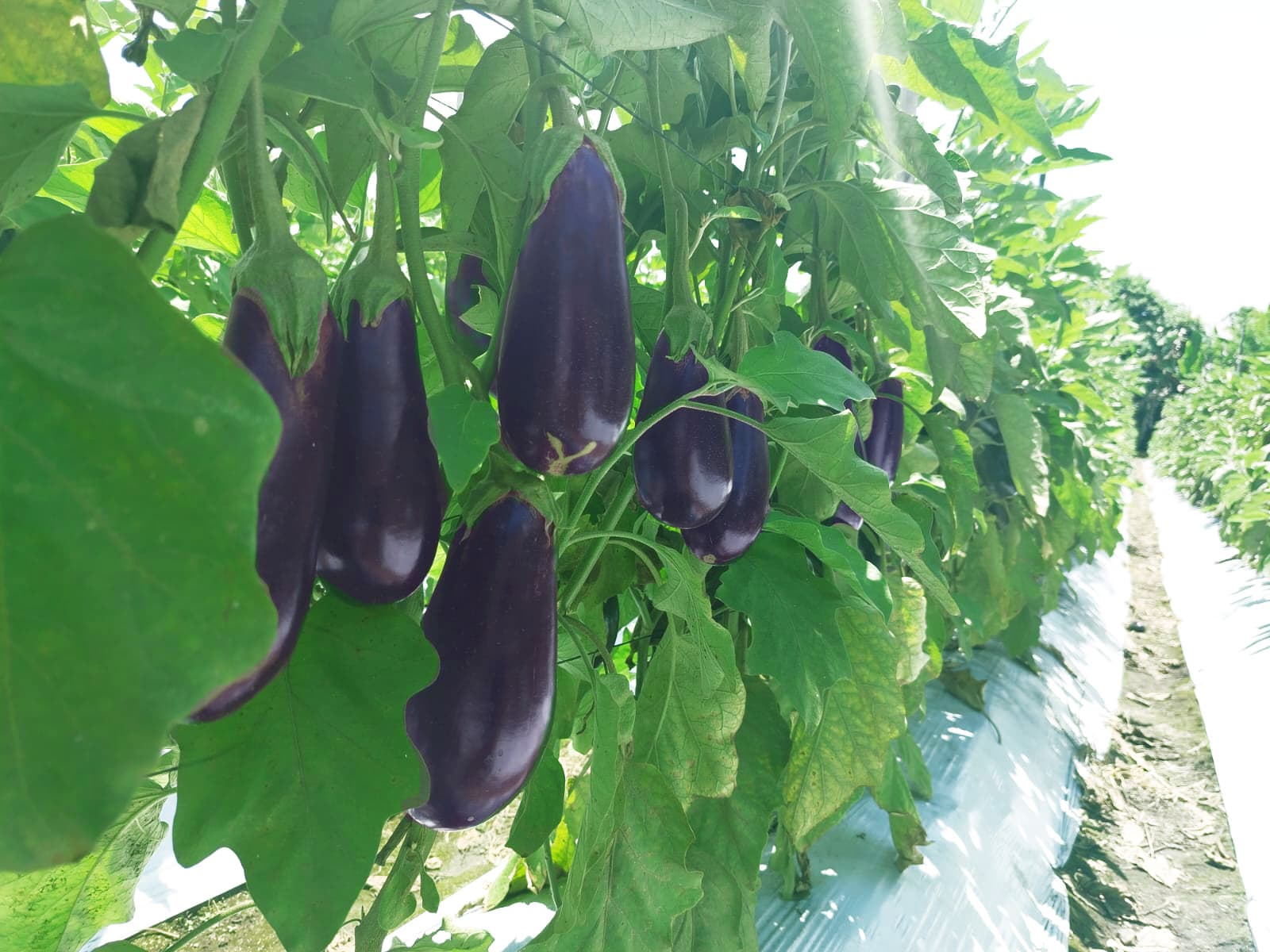 Berenjena