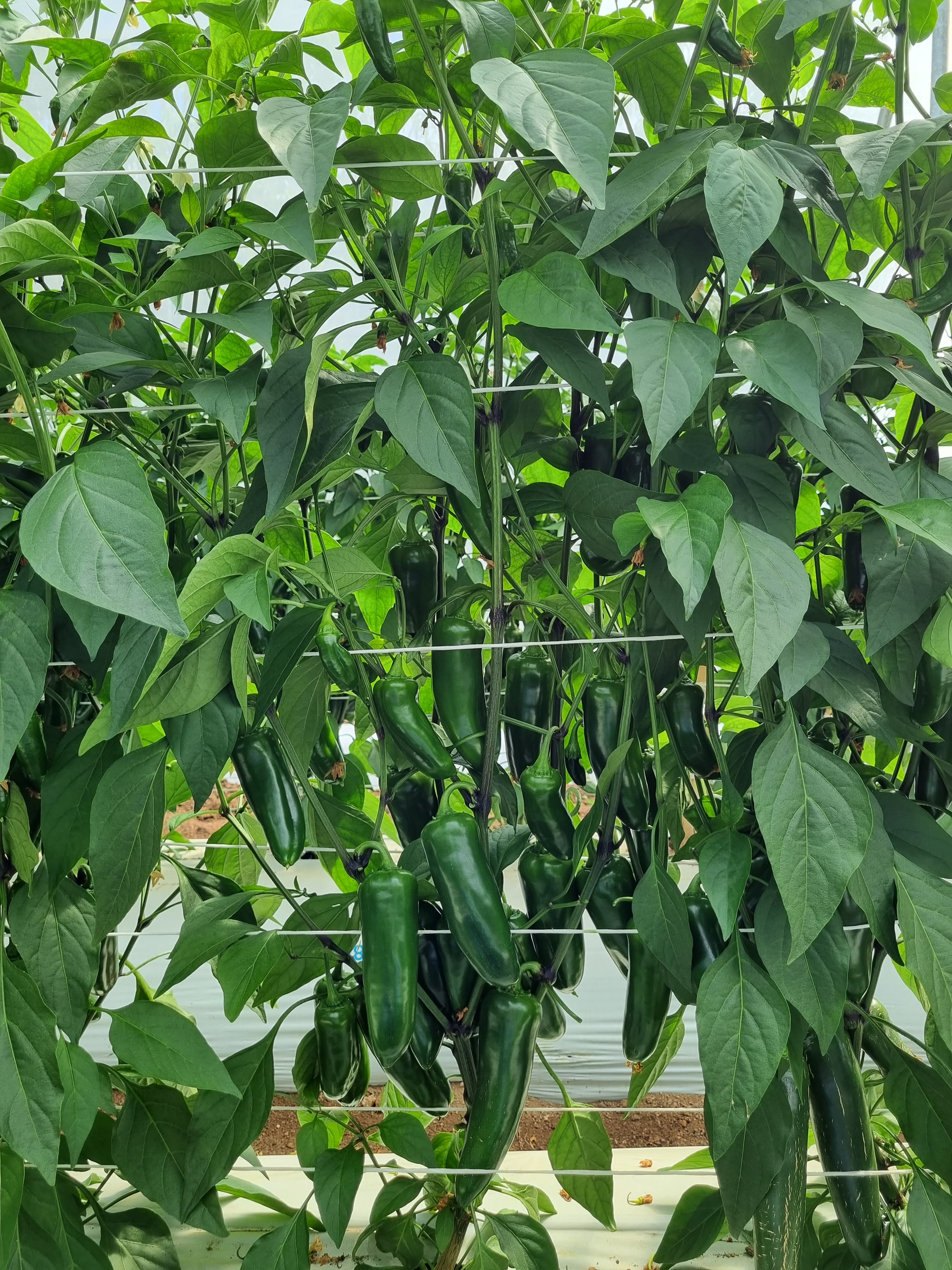 Jalapeño