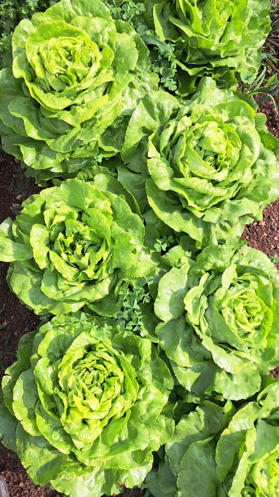 Lechuga