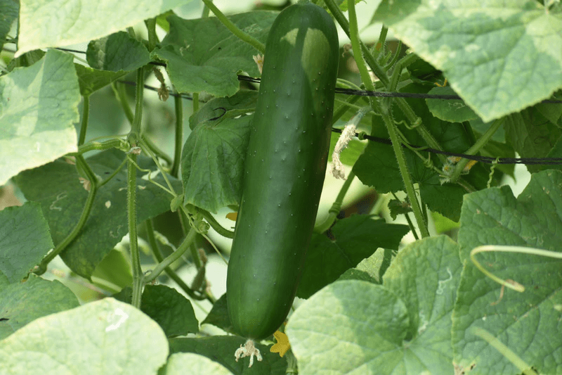 Pepino