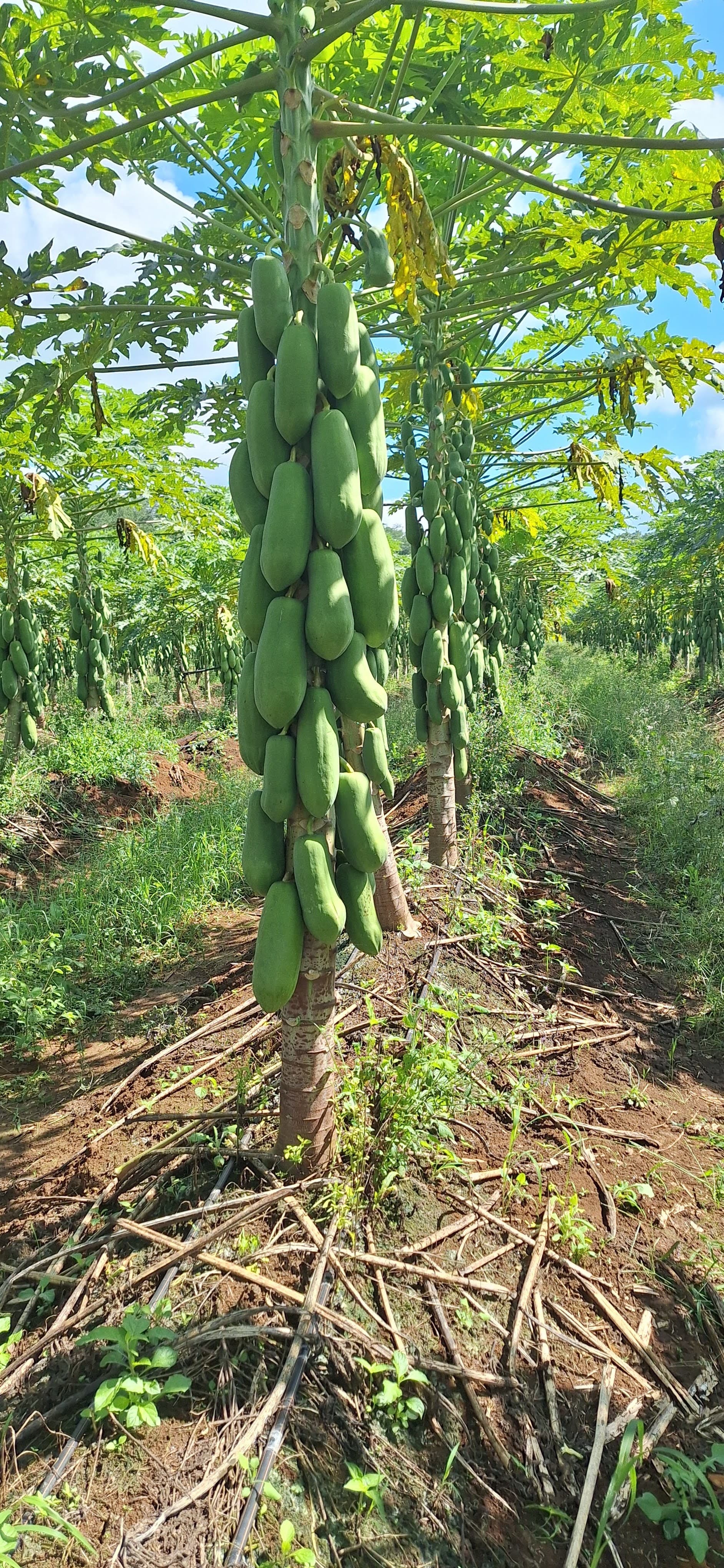Papaya T2 2