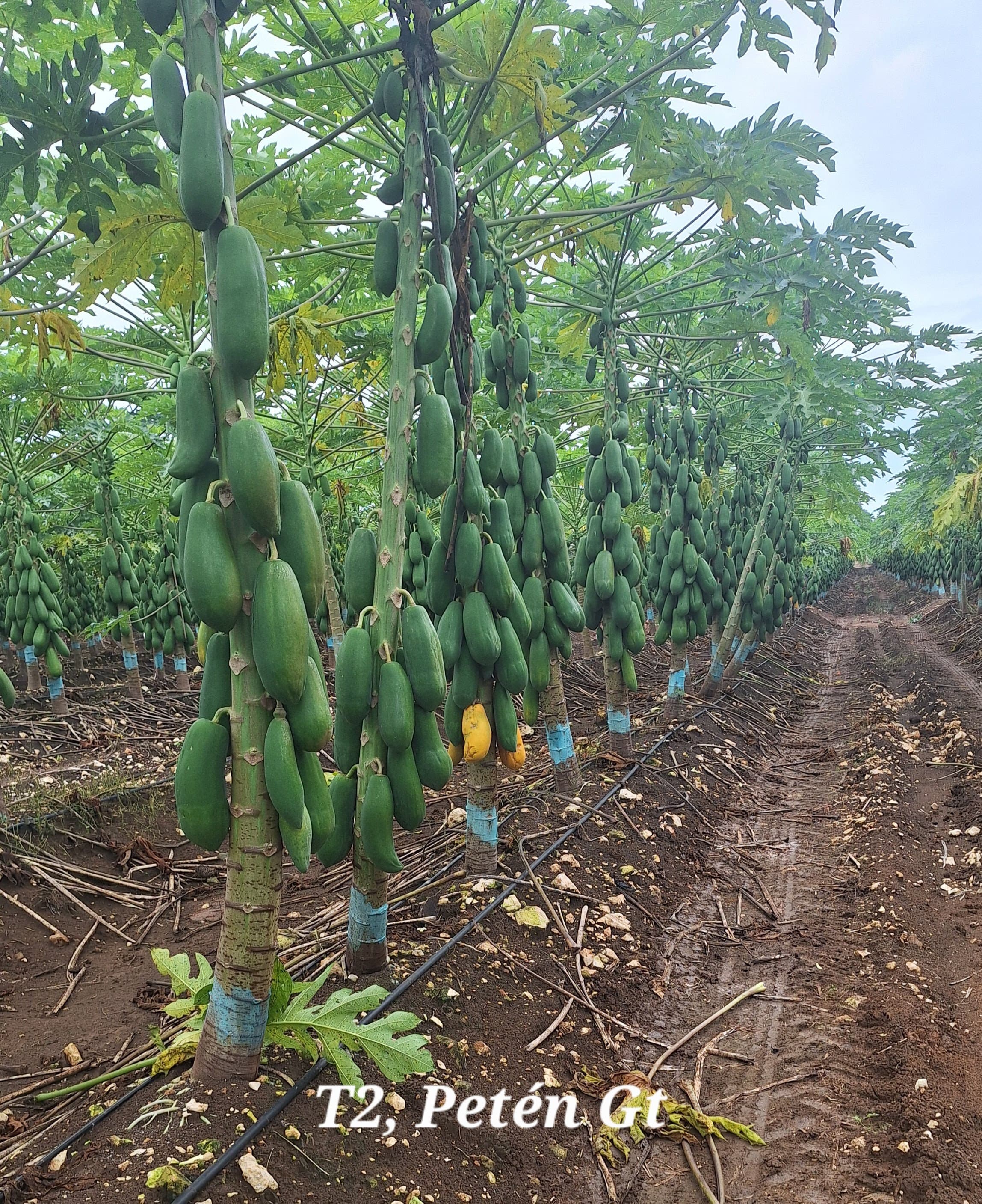 Papaya T2 3