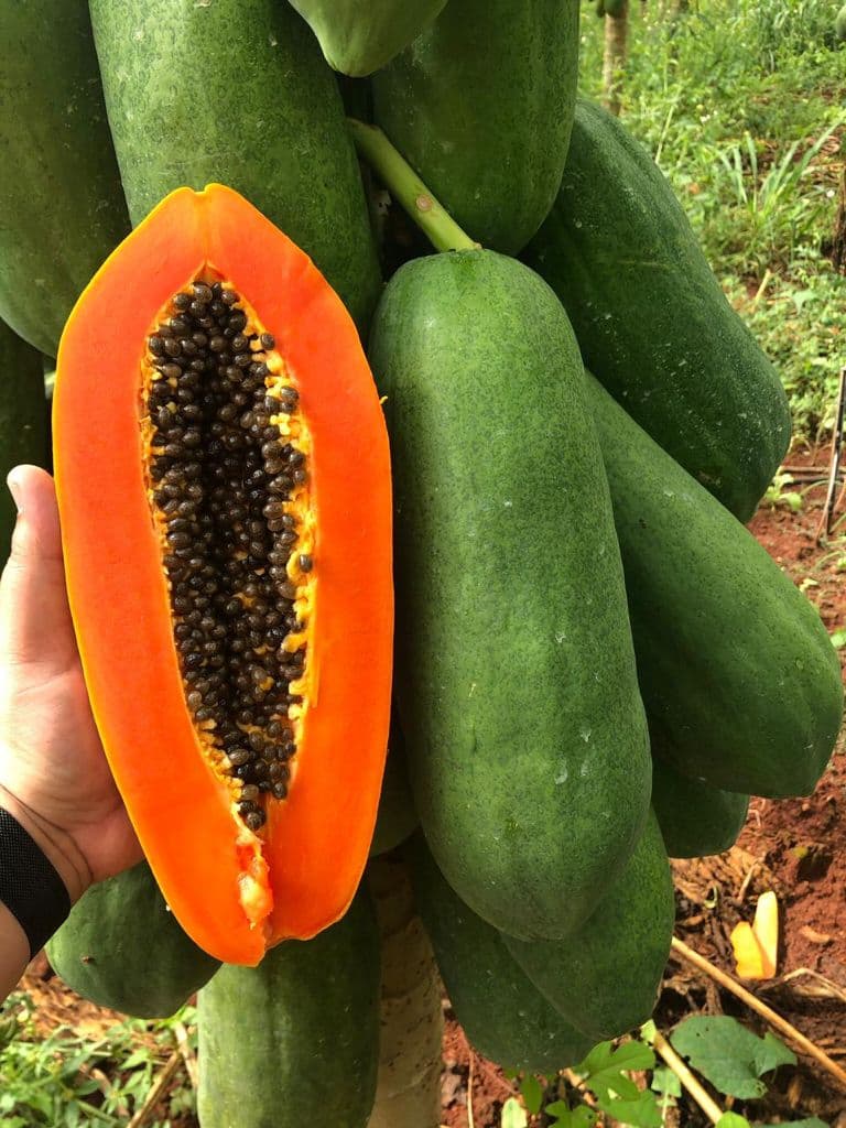 Papaya