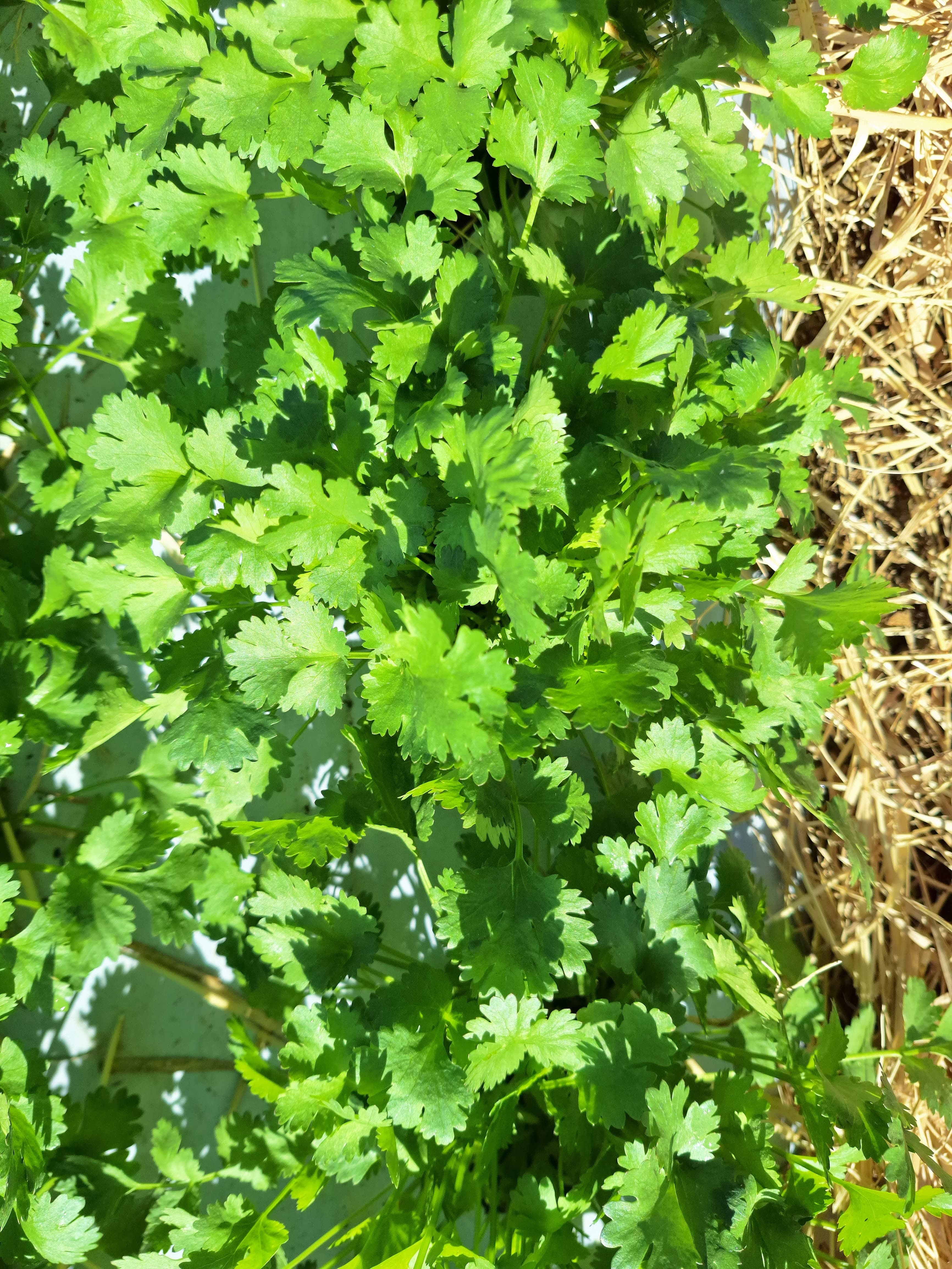 Cilantro