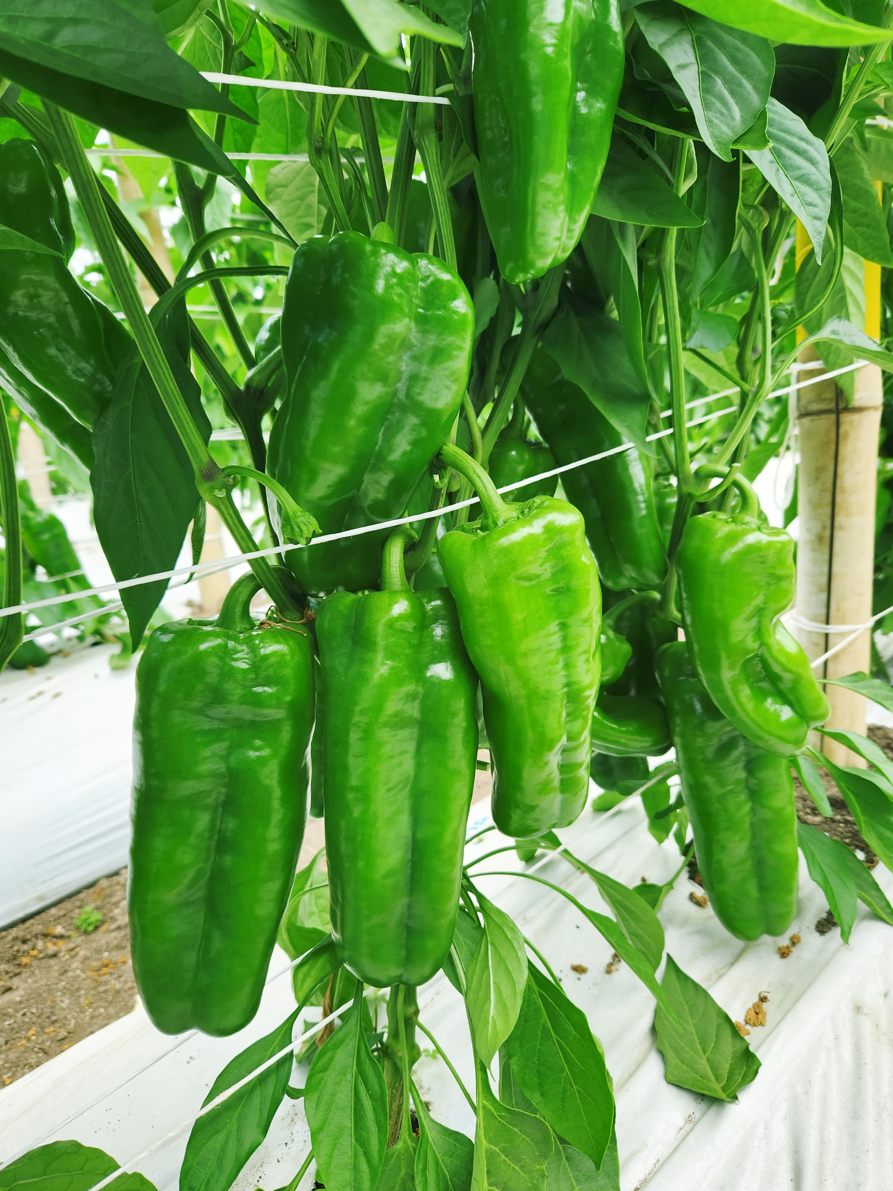 Pimientos