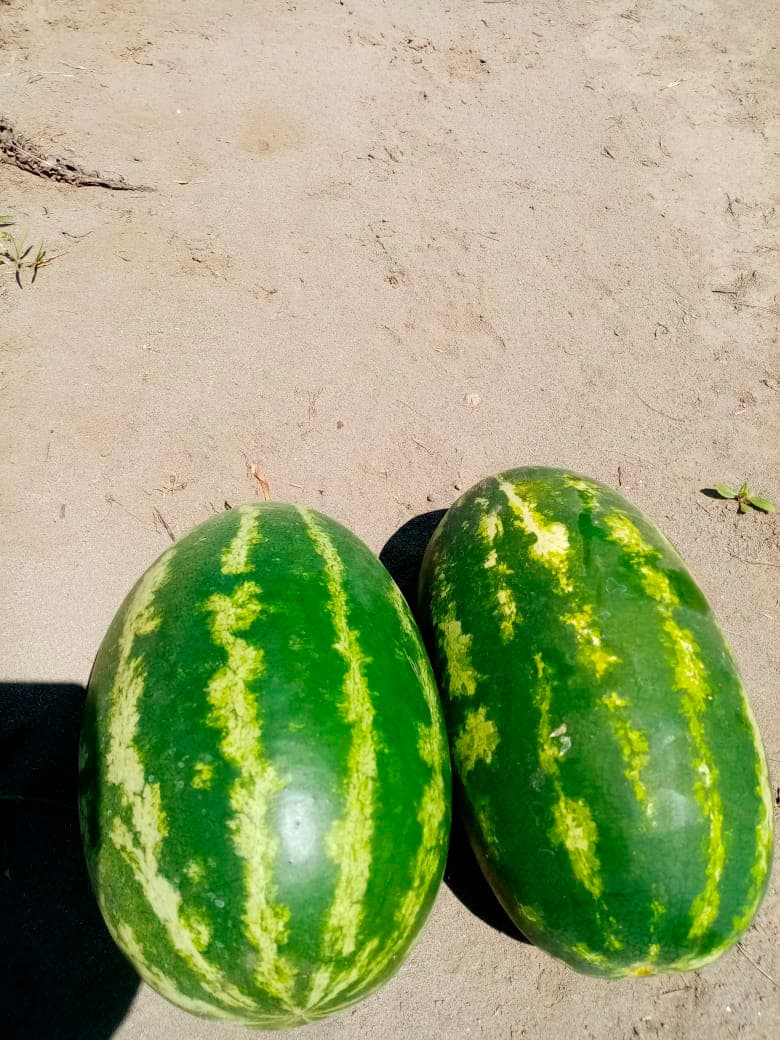 Sangría 2