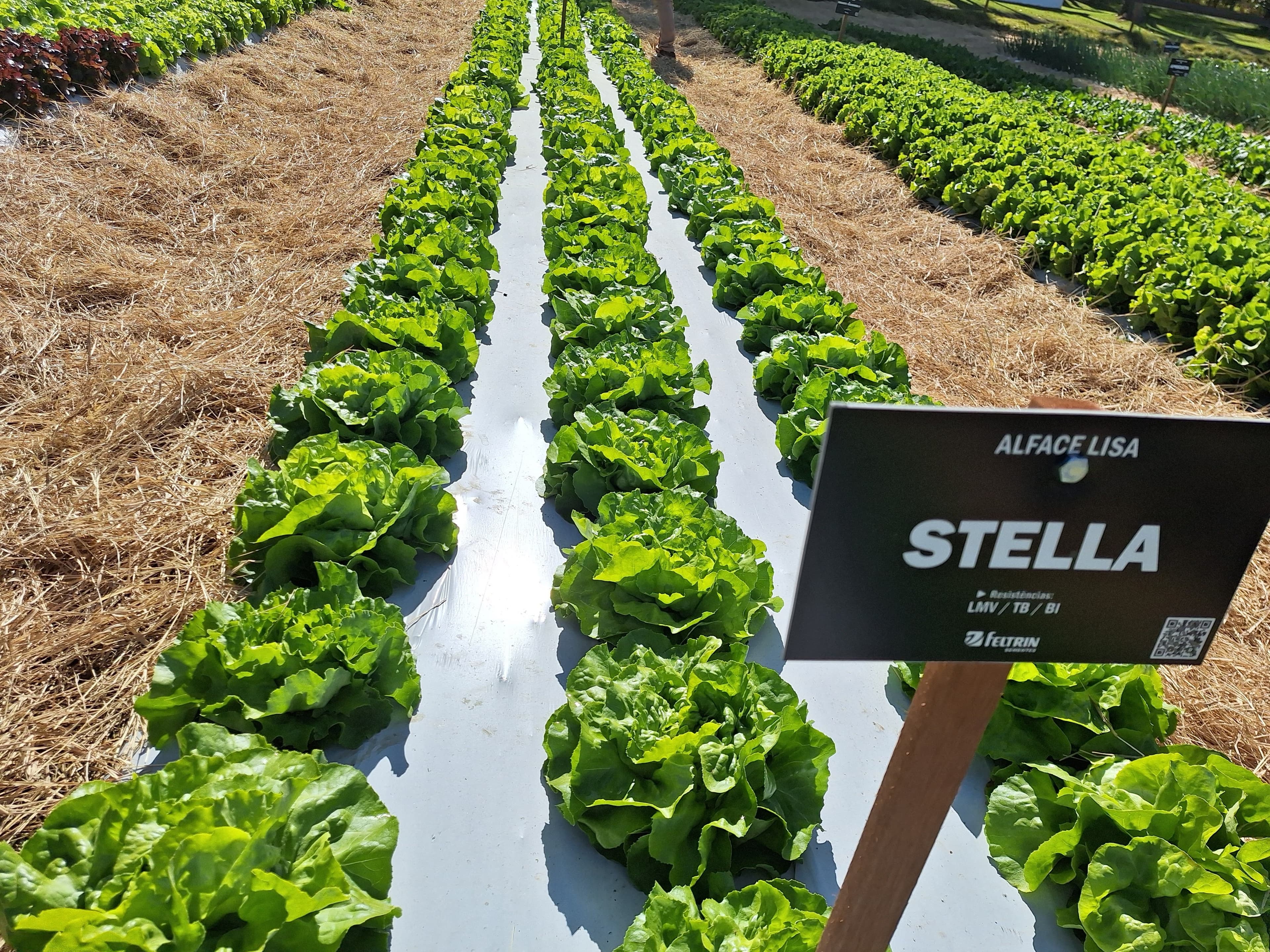 Stella 2