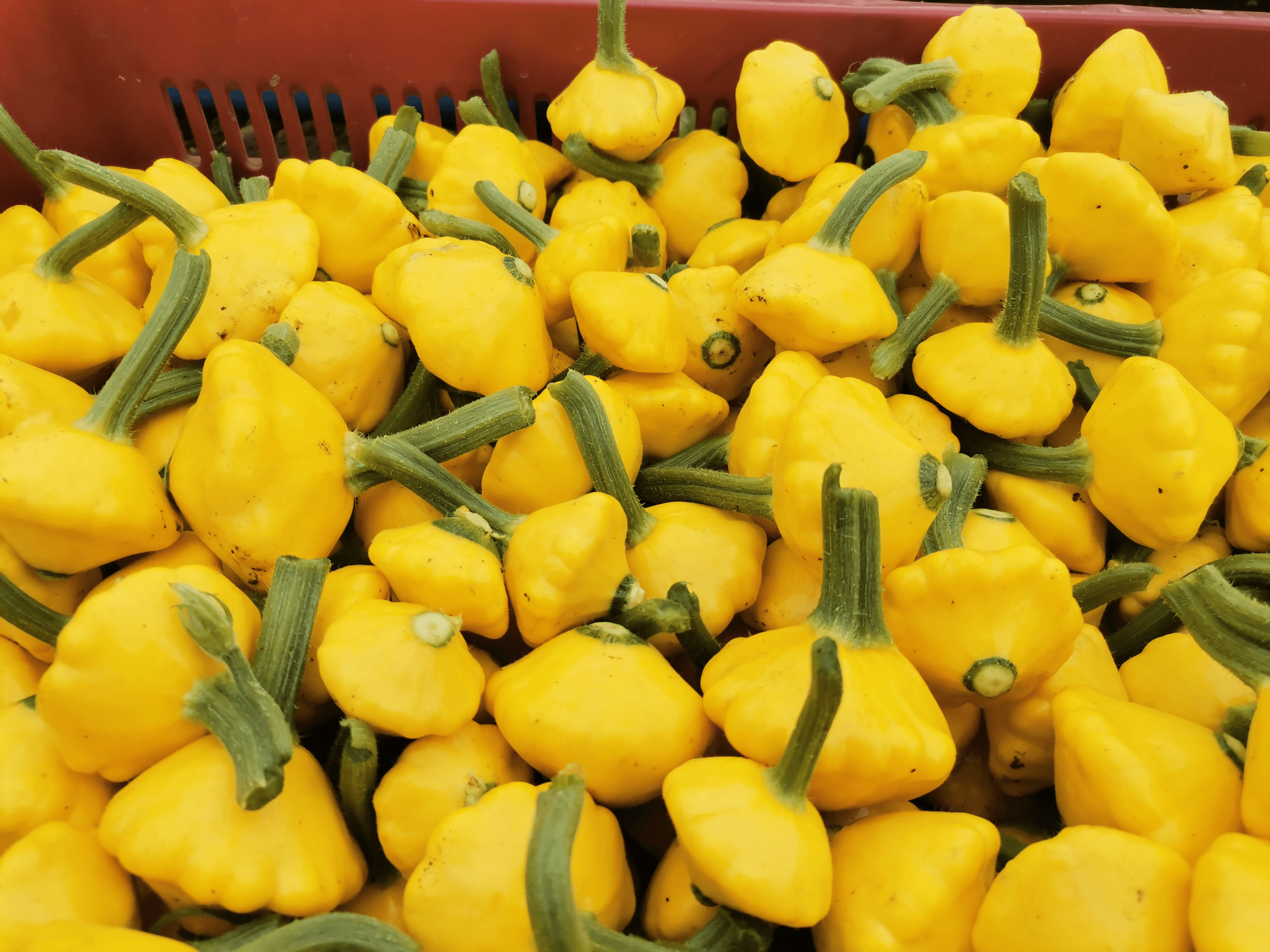Calabacitas