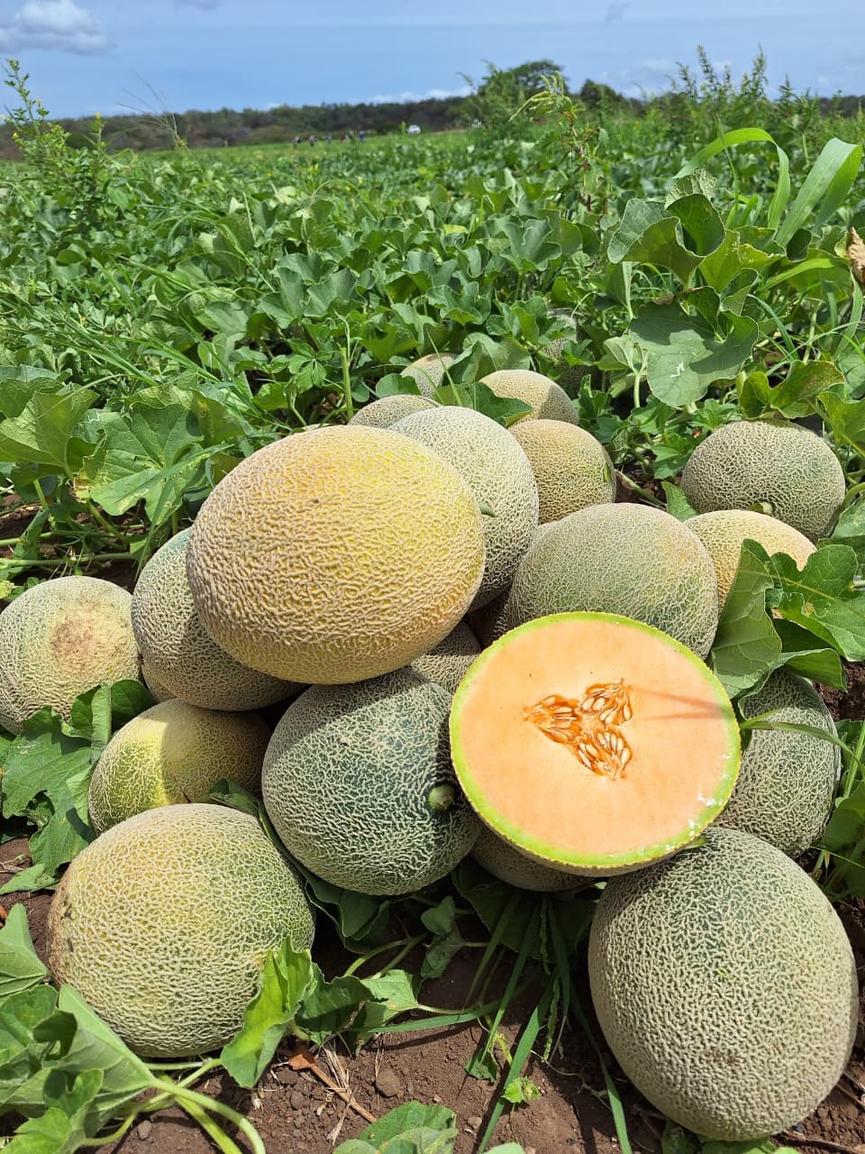 Melón