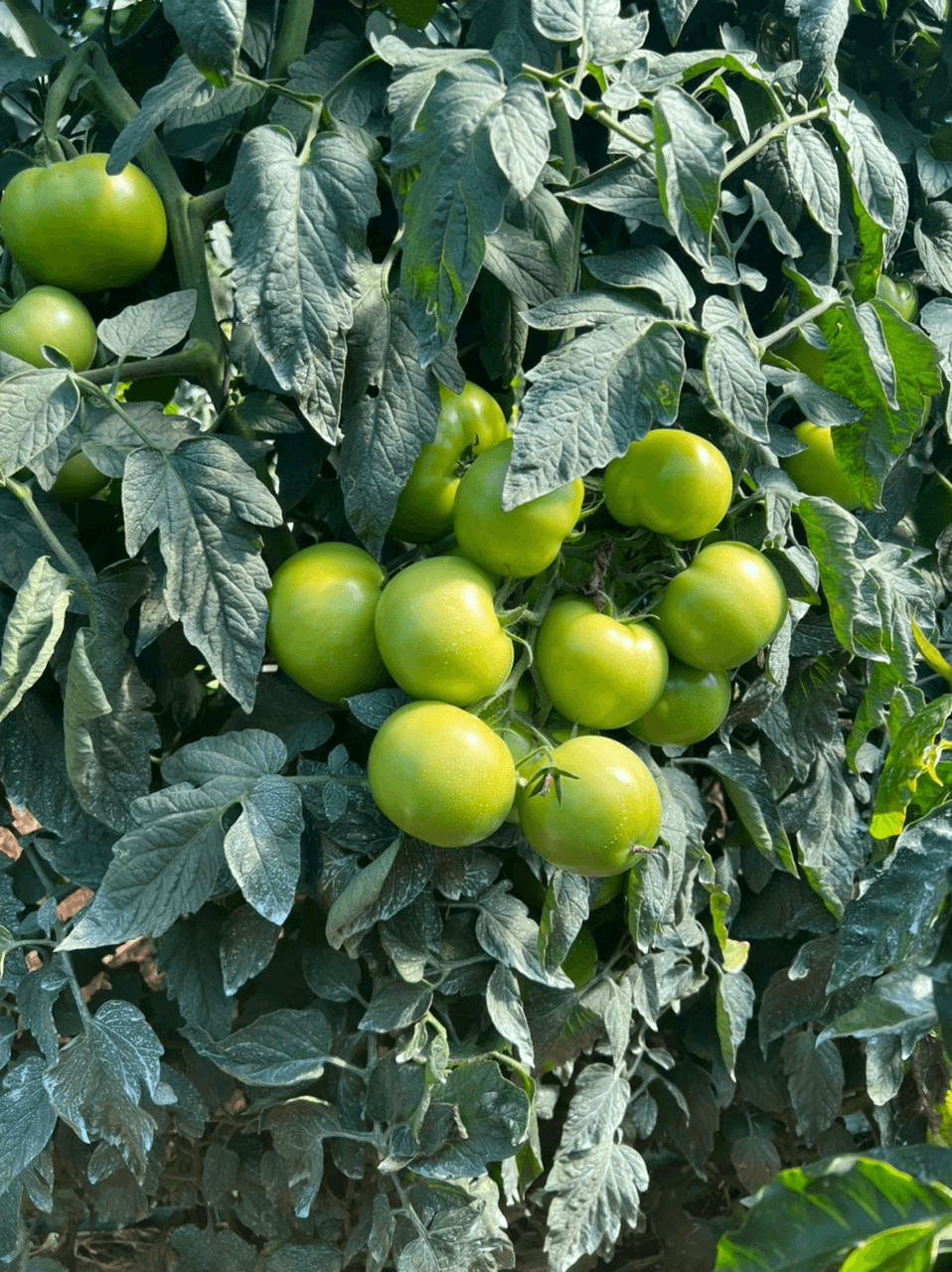 Tomate