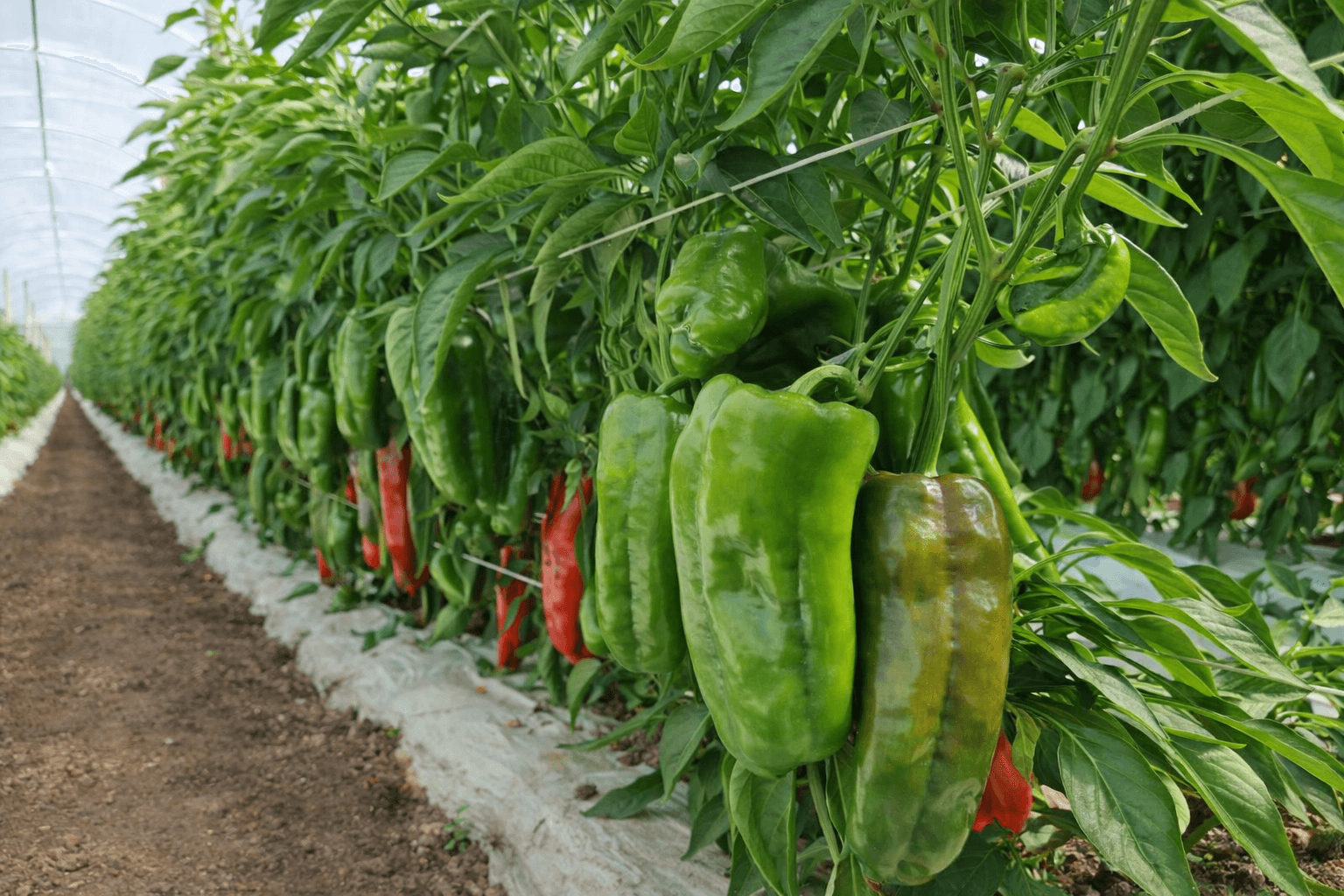 Equipo de Popoyán trabajando en el campo